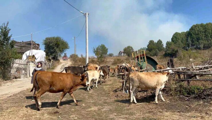 Ankara’da başlayan orman yangını Gerede’ye sıçradı