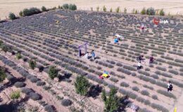 Bozkırı lavanta bahçesine dönüştürdü, mor güzelliği ücretsiz ziyarete açtı