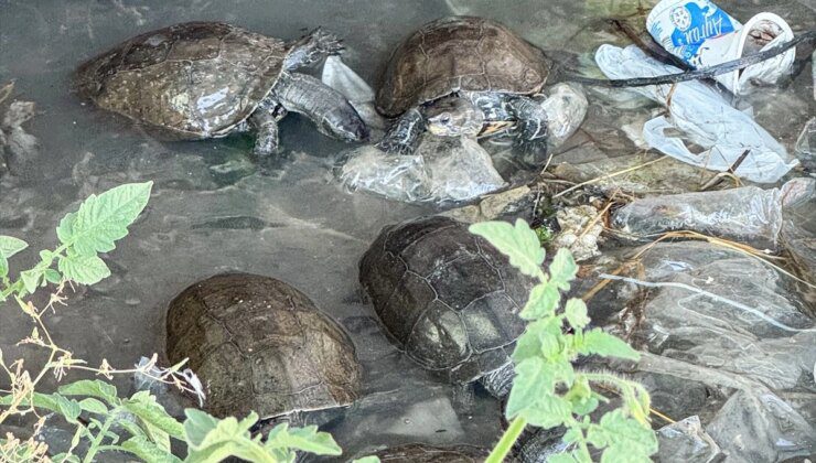 Çeşme’deki Kaplumbağalar Kirlilik Tehdidi Altında