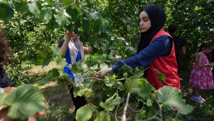 Düzce Gençlik Merkezi Gönüllüleri, Fındık Bahane Sohbet Şahane Projesiyle Yaşlı Çiftçilere Yardım Ediyor