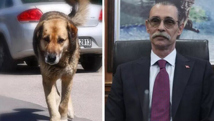 Erdal Beşikçioğlu’ndan skandal karar! Çocuğu ısıran köpeği, yakalandığı yere bırakacak