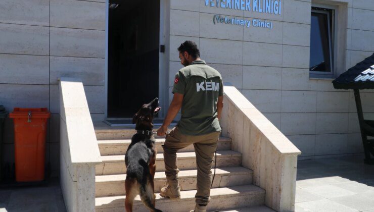 Gümrük Kaçakçılığı ile Mücadelede Dedektör Köpeklerin Rolü