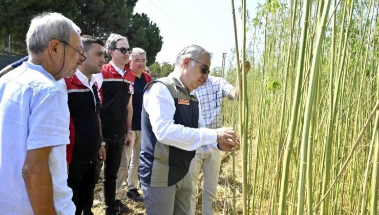 İzmir’de İlk Kez Kenevir Hasadı Yapıldı