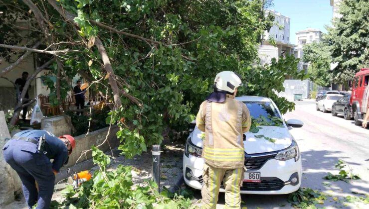 Kadıköy’de ağaç dalları otomobilin üzerine devrildi