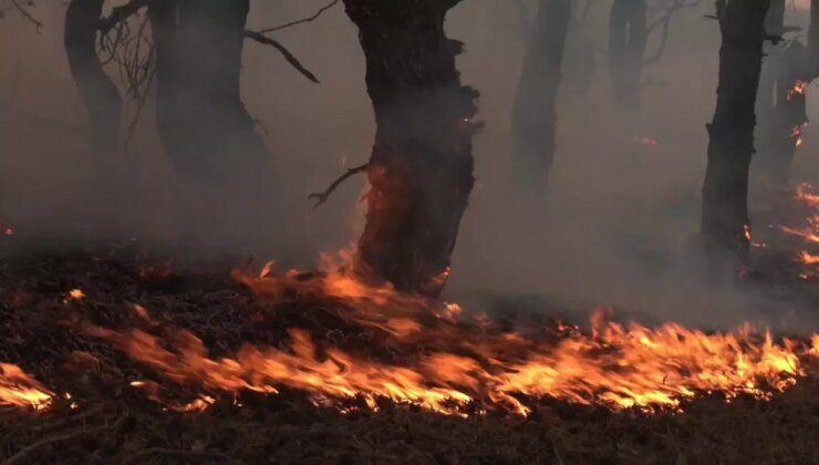 Orman Yangınında Hayvanları Kurtarmaya Çalışan Köylülerin Anları Kameraya Yansıdı