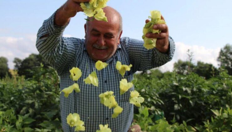 ‘Sarı altın’ için hasat başladı! Bu yıl kilosu 1000 TL’den alıcı buluyor