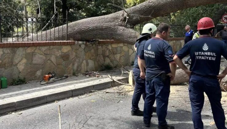 Sarıyer’de Çürük Ağaç Yolu Kapatmadan Devrildi