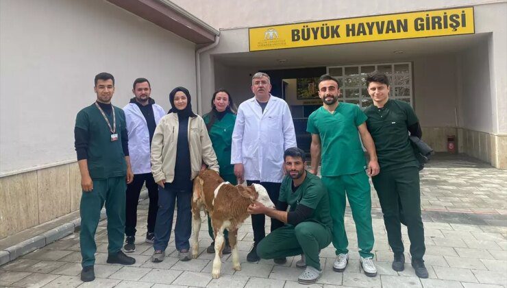 Selçuk Üniversitesi Veteriner Fakültesi Hayvan Hastanesi, Yaşamaz Olarak Değerlendirilen Buzağıları Hayatta Tutuyor