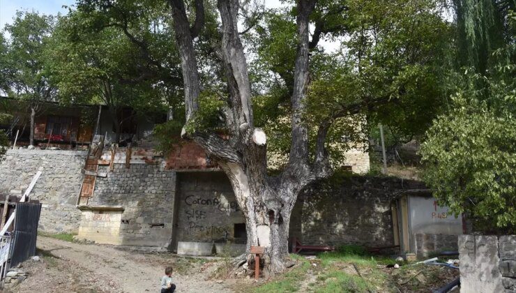 580 Yıllık Anıt Ceviz Ağacı Torul’un Simgesi