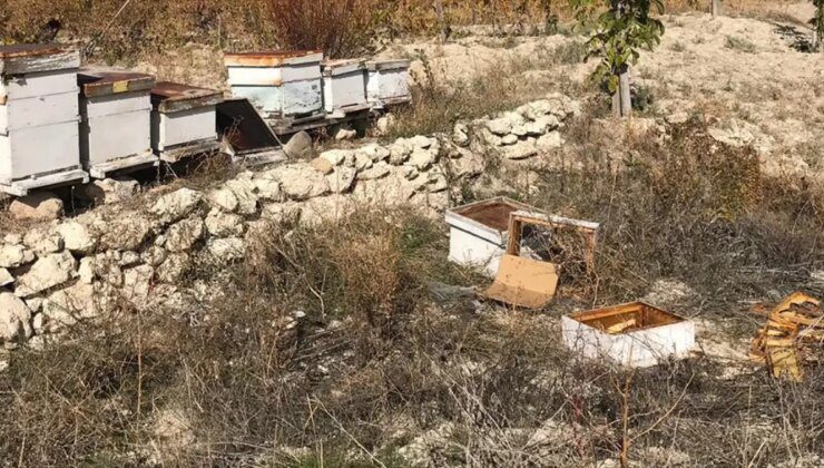 Beypazarı’nda Ayı Saldırısı: 15 Arı Kovana Zarar Verdi