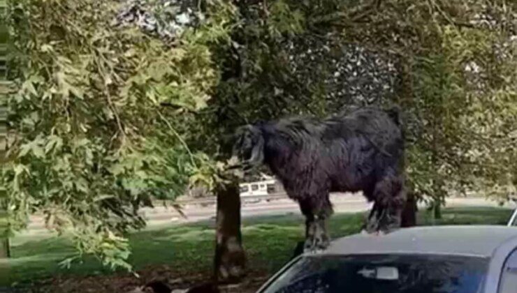 Bursa’da keçiler otomobilin üzerinde yaprak yedi