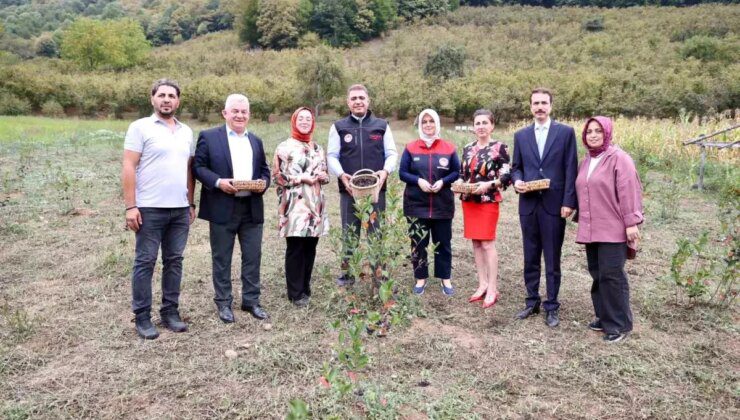 Düzce Valisi Selçuk Aslan, Aronya Hasadına Katıldı