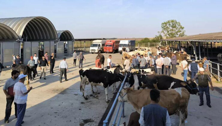 Edirne’de Koyun-Keçi Çiçeği ve Şarbon Nedeniyle Hayvan Hareketleri Yasaklandı