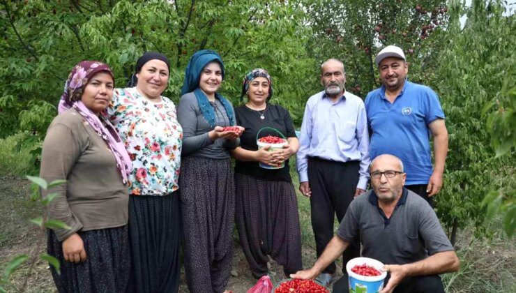 Feke’de Kızılcık Kirazı Hasadı Başladı