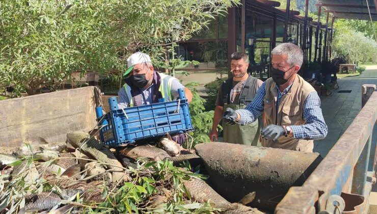 Gölcük Gölü’nde Pullu Sazan Balıklarının Ölümü Üzerine İnceleme Başlatıldı