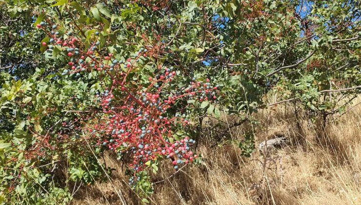 Manisa’da doğal çitlembik hasadıyla ev ekonomisine katkı