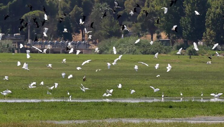 Manisa’da kuruyan Marmara Gölü’nün yerine yeni su kuşu durağı