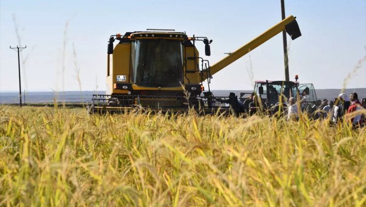 Şanlıurfa’da Karacadağ Pirincinde Hasat Sevinci