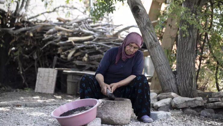 Tunceli’de Köylüler Çedene Hasadı Yapıyor