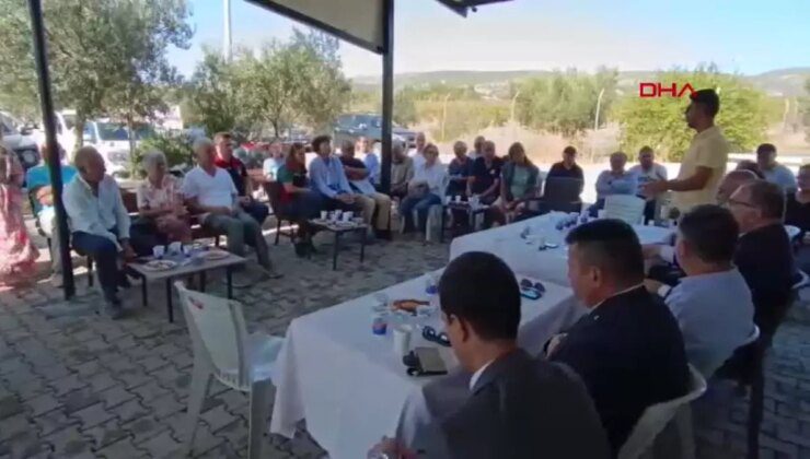 Foça’da Zeytin Hasat ve Sıkım Sezonu Başladı