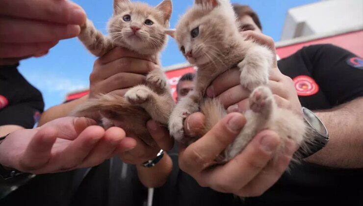 Itfaiye Şoförü, Kurtardığı Kedi Yavrularını Sahiplendi