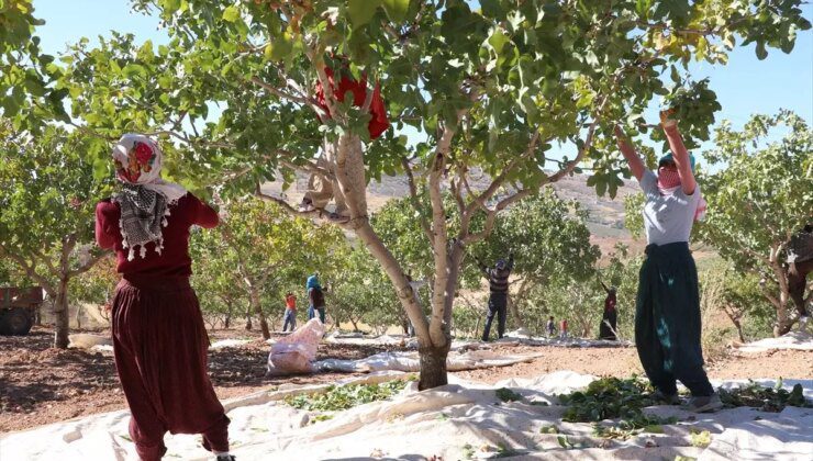 Siirt Fıstığı Doğa ve Kültür Festivali’nde Hasat Coşkusu