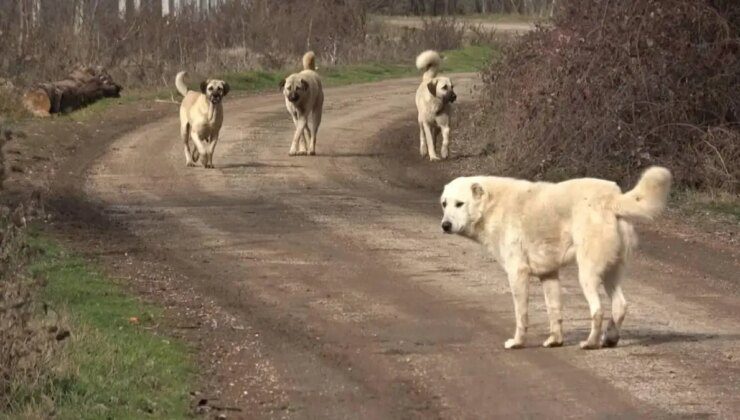 Başıboş sokak köpekleri ‘beyaz kanser’ tehlikesi yayıyor