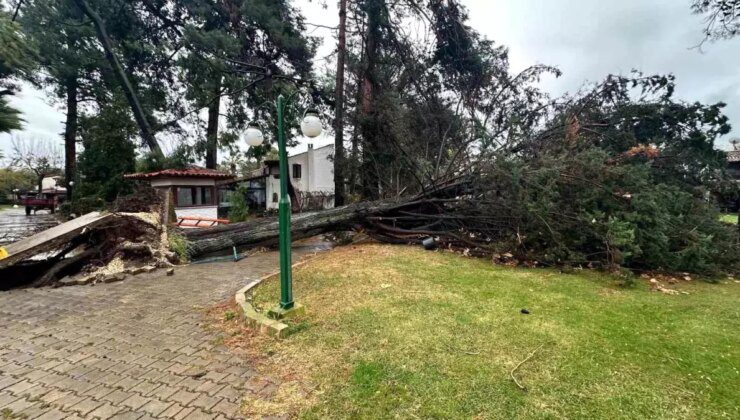 Bursa’da Dev Çam Ağacı Devrildi, Sakinler Panikledi