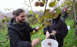 Ziraat Fakültesi Öğrencileri Kivi Hasadı Yaptı