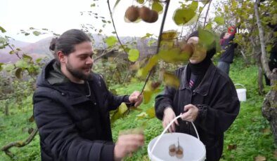 Ziraat Fakültesi Öğrencileri Kivi Hasadı Yaptı