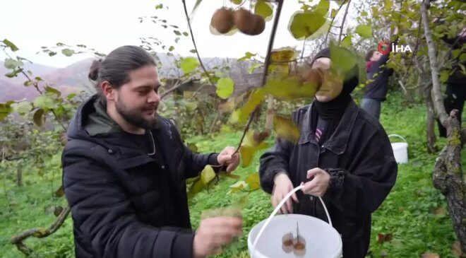 Ziraat Fakültesi Öğrencileri Kivi Hasadı Yaptı