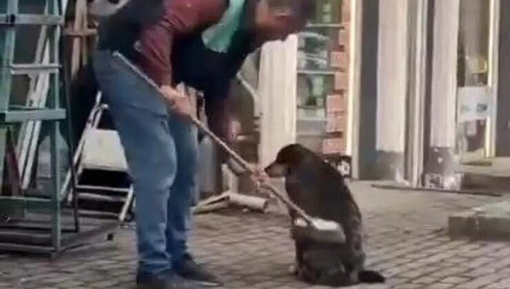 Bursa’da Esnafın Yürek Isıtan Hareketi: Sokak Köpeğini Temizledi