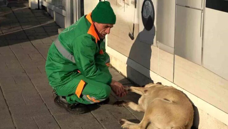 Bursa’da Temizlik İşçisinden Sokak Köpeklerine Sevgi Dolu Davranış