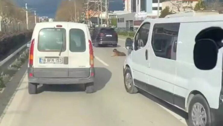 Bursa’da Yolda Oturan Köpek Trafiği Kilitledi