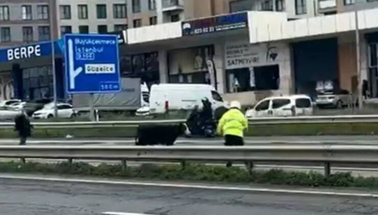 Büyükçekmece’de Dana Trafiği Kilitledi