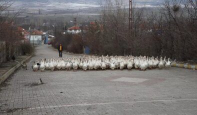 Tokatlı Yetiştirici, Kaz Üretimini Artırarak Başarıyı Yakaladı