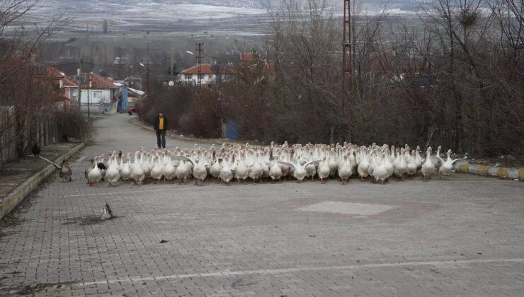 Tokatlı Yetiştirici, Kaz Üretimini Artırarak Başarıyı Yakaladı