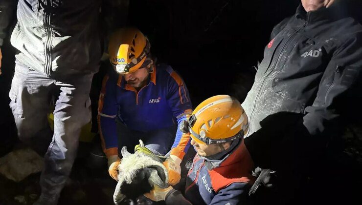 Torbalı’da Mahsur Kalan Keçi AFAD Tarafından Kurtarıldı