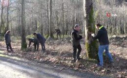 Yalova’da Çınar Ağaçlarını Kurutan Hastalığa Karşı Araştırmalar Devam Ediyor