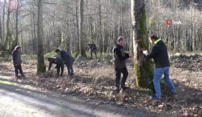 Yalova’da Çınar Ağaçlarını Kurutan Hastalığa Karşı Araştırmalar Devam Ediyor