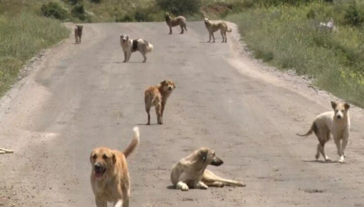 Ankara’da okuldan dönerken başıboş köpeklerin saldırısına uğrayan çocuk yoğun bakımda