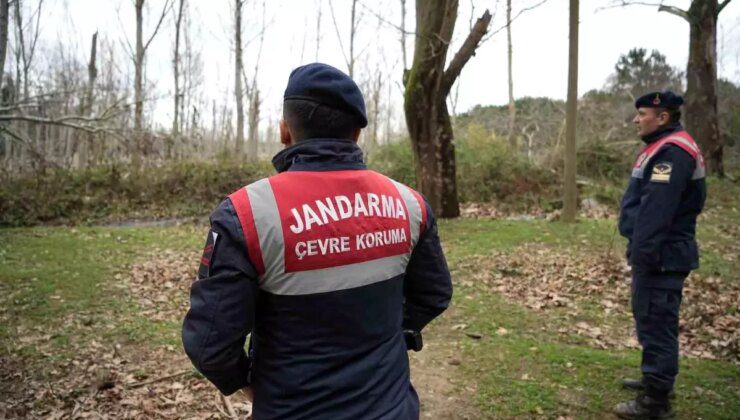 Bursa’da Ayı Barınaktan Kaçtı, Arama Kurtarma Çalışmaları Devam Ediyor