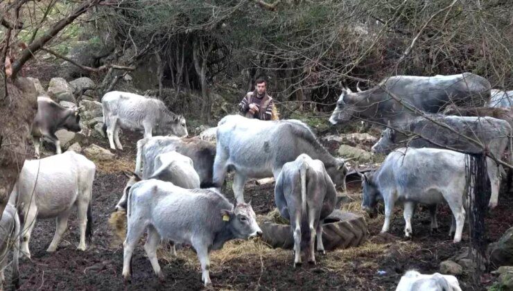 Bursa’da Korunan Danalara Silahlı Saldırı