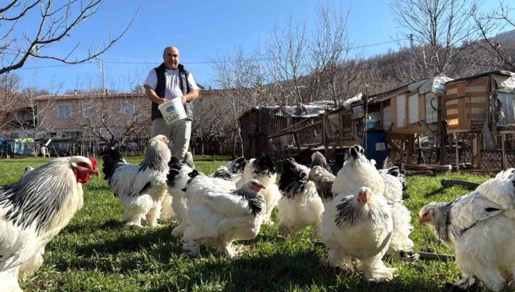 Tokatlı Mehmet Bingöl’ün Tavuk Yetiştiriciliği: 22 Yıldır 15 Farklı Irk