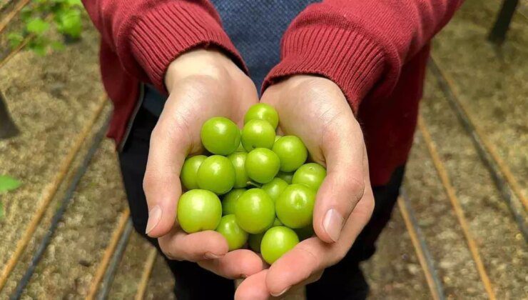 Bursa’da 7 Bin Liradan Satılan İlk Erik Hasadı Yapıldı