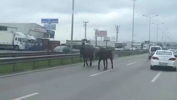 Bursa’da Başıboş Atlar Ana Yolu Kapattı