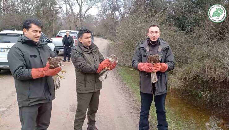 Bursa’da Yaralı Şahinler ve Yeşil Başlı Ördekler Doğaya Salındı