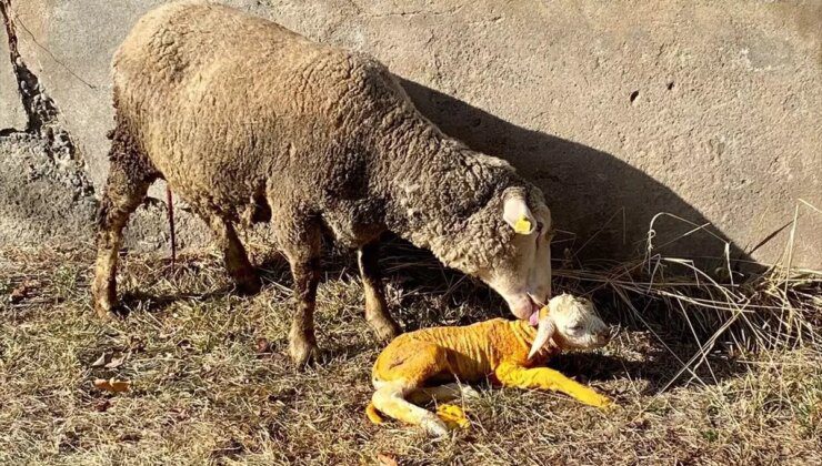 Erzincan’da Zorlanan Koyun, Veterinerin Müdahalesiyle Kurtarıldı