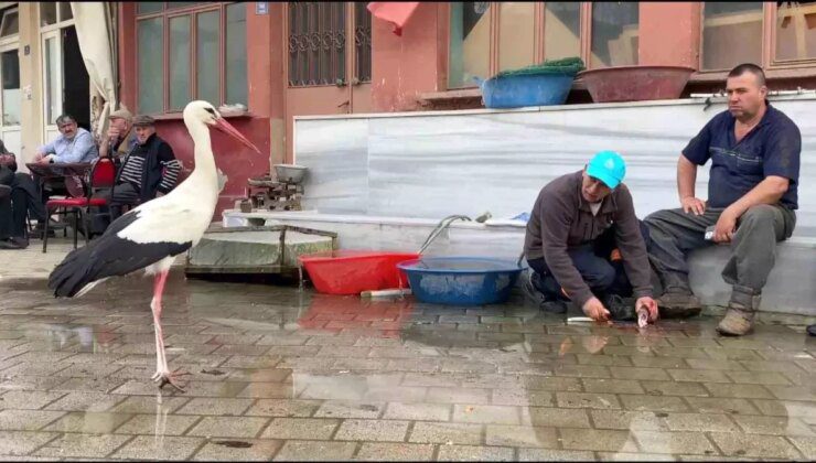 Fadıllı Köyü’nde Leyleklerle Kurulan Dostluk