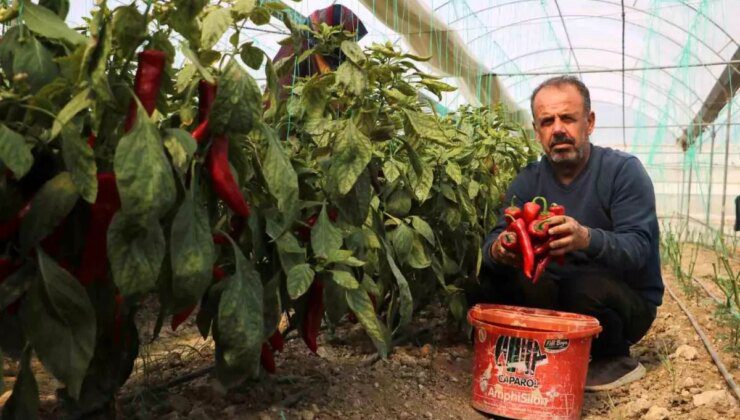 Hatay’da Zirai Don Afeti Kapya Biber Fiyatlarını Yükseltti